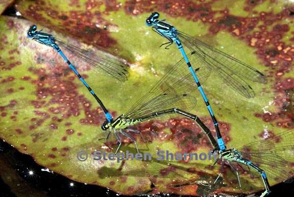 damselflies 4 graphic